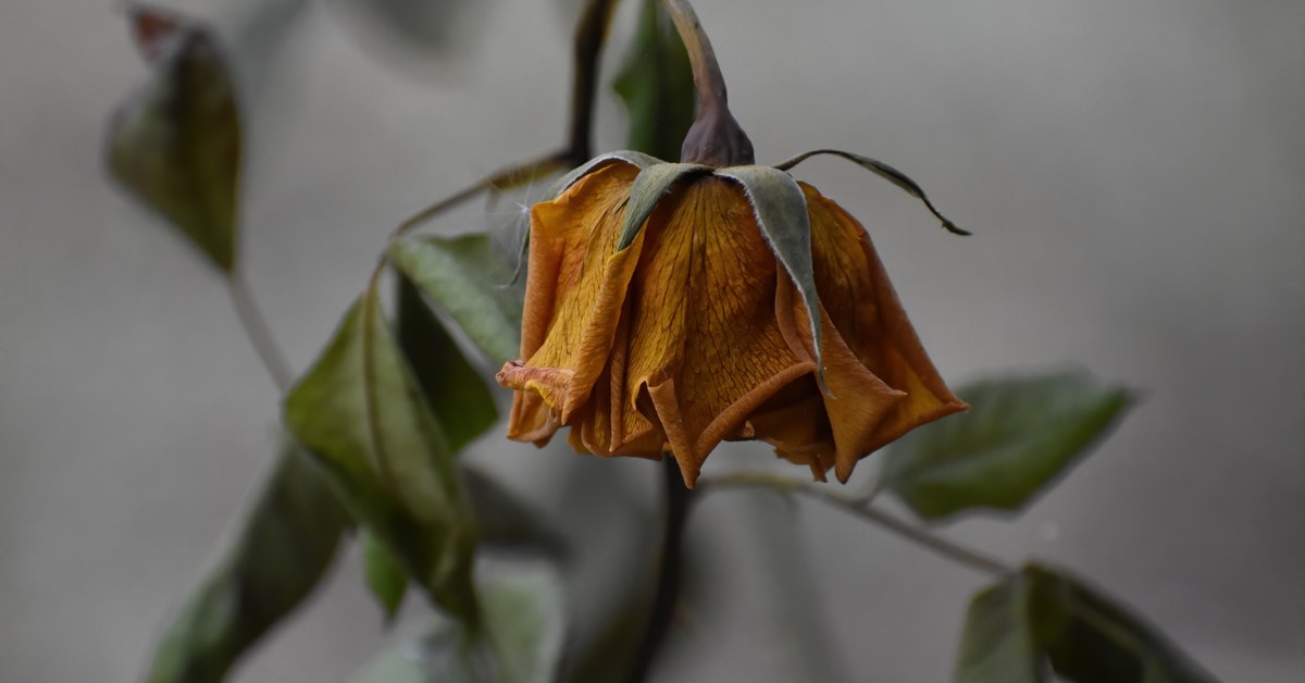 Buds Turning Brown Before Opening: What Bud Blast Is