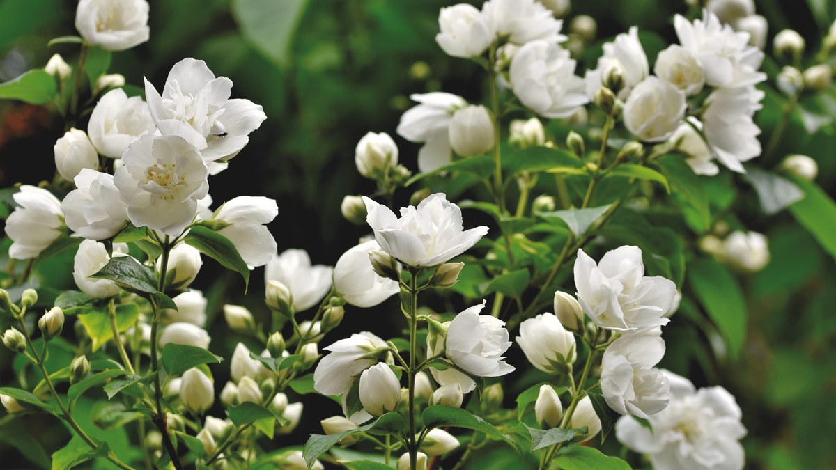 Jasmine in full bloom, a fragrant plant whose flowering depends on light more than fertilizer
