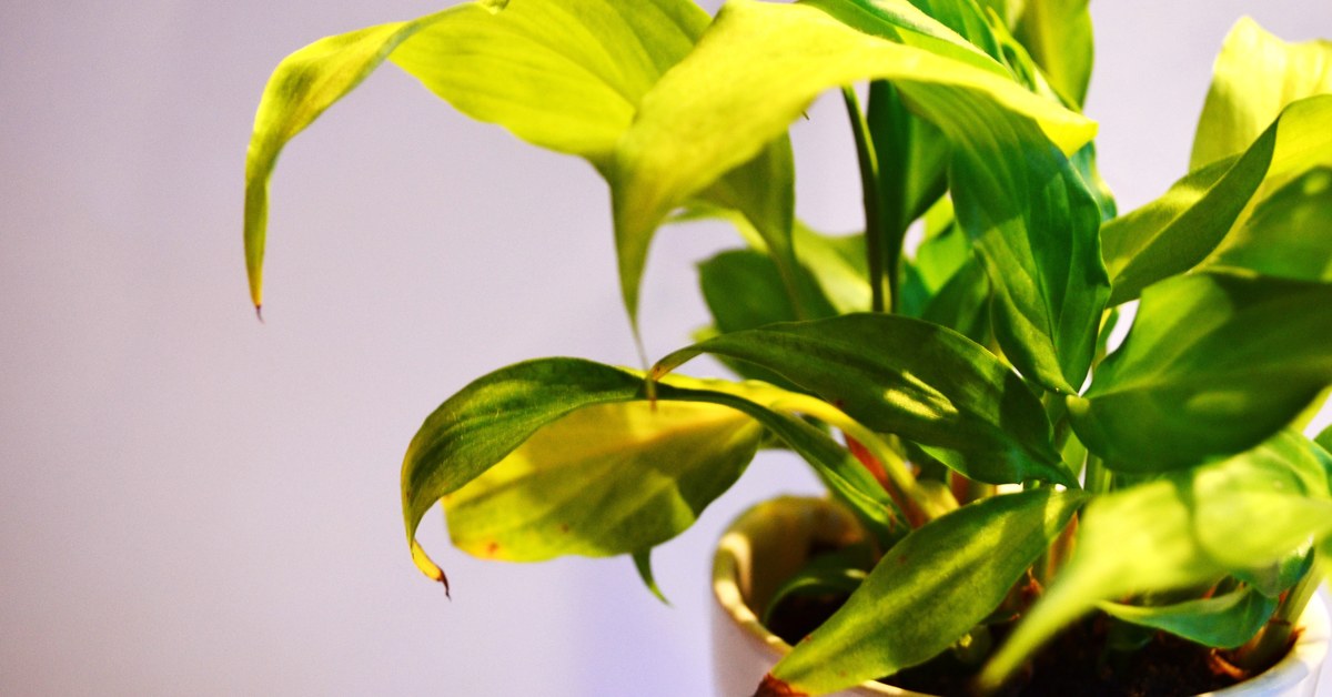 Will a Grow Light Make Plants Flower? The Honest Answer