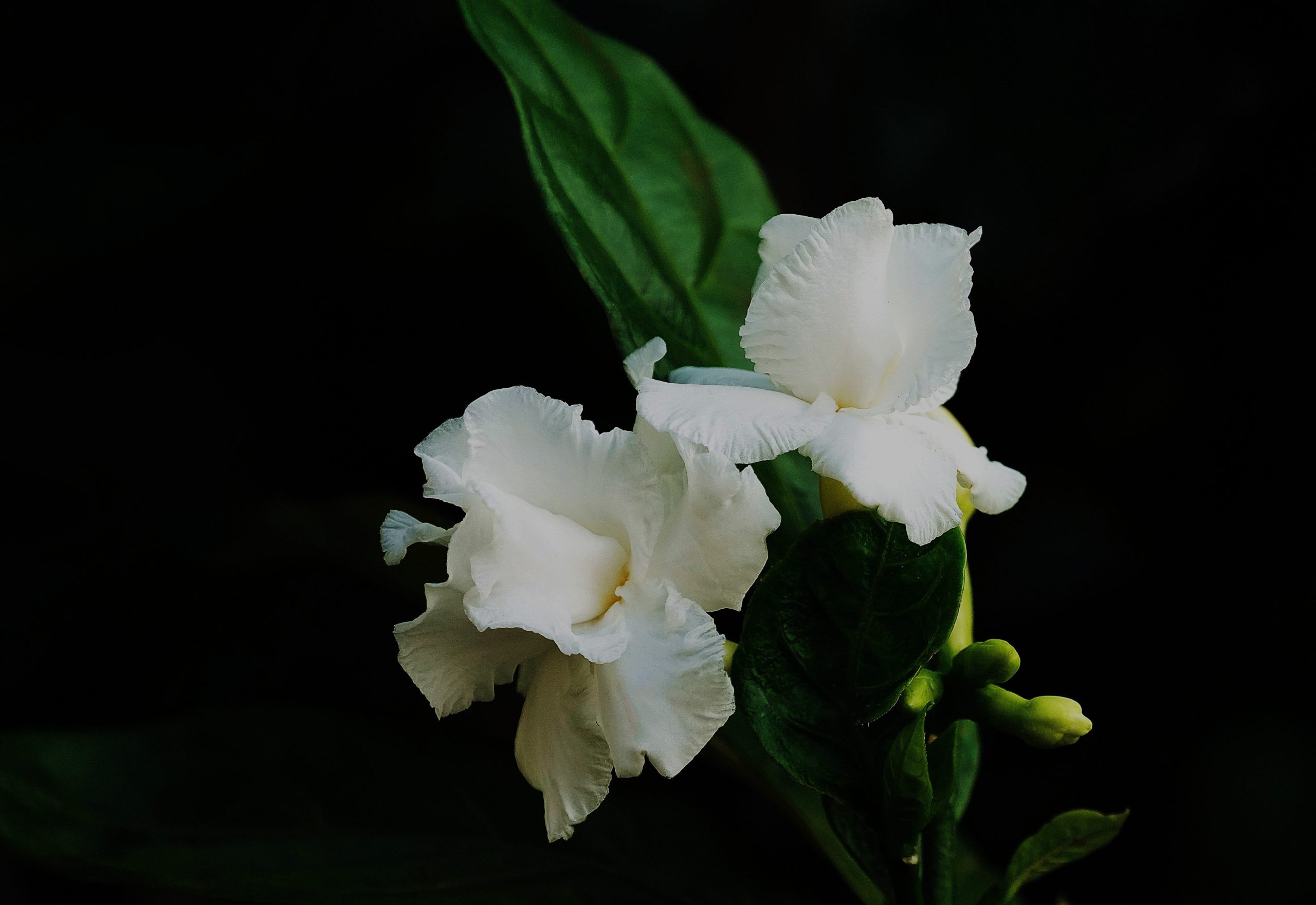 How Much Light Do Plants Need to Flower Indoors?