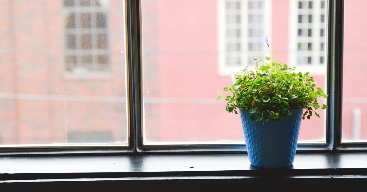 Cold Period for Plants to Bloom: Who Actually Needs One