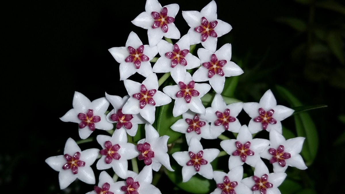 Hoya flower cluster (umbel) on its peduncle, the spur that reblooms for years if left uncut