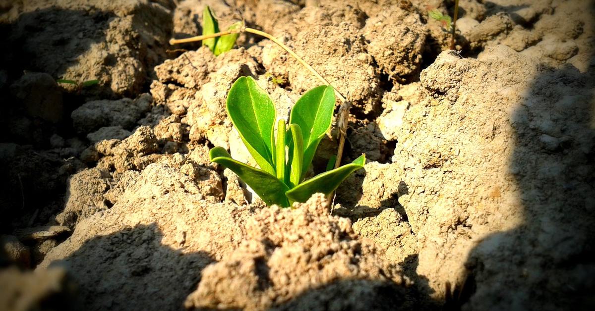 How Long Before a Plant Flowers? The Maturity Answer