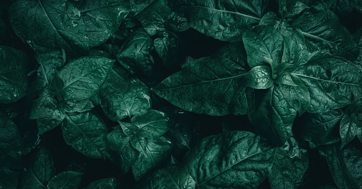 Too Much Nitrogen No Flowers: What Actually Happens