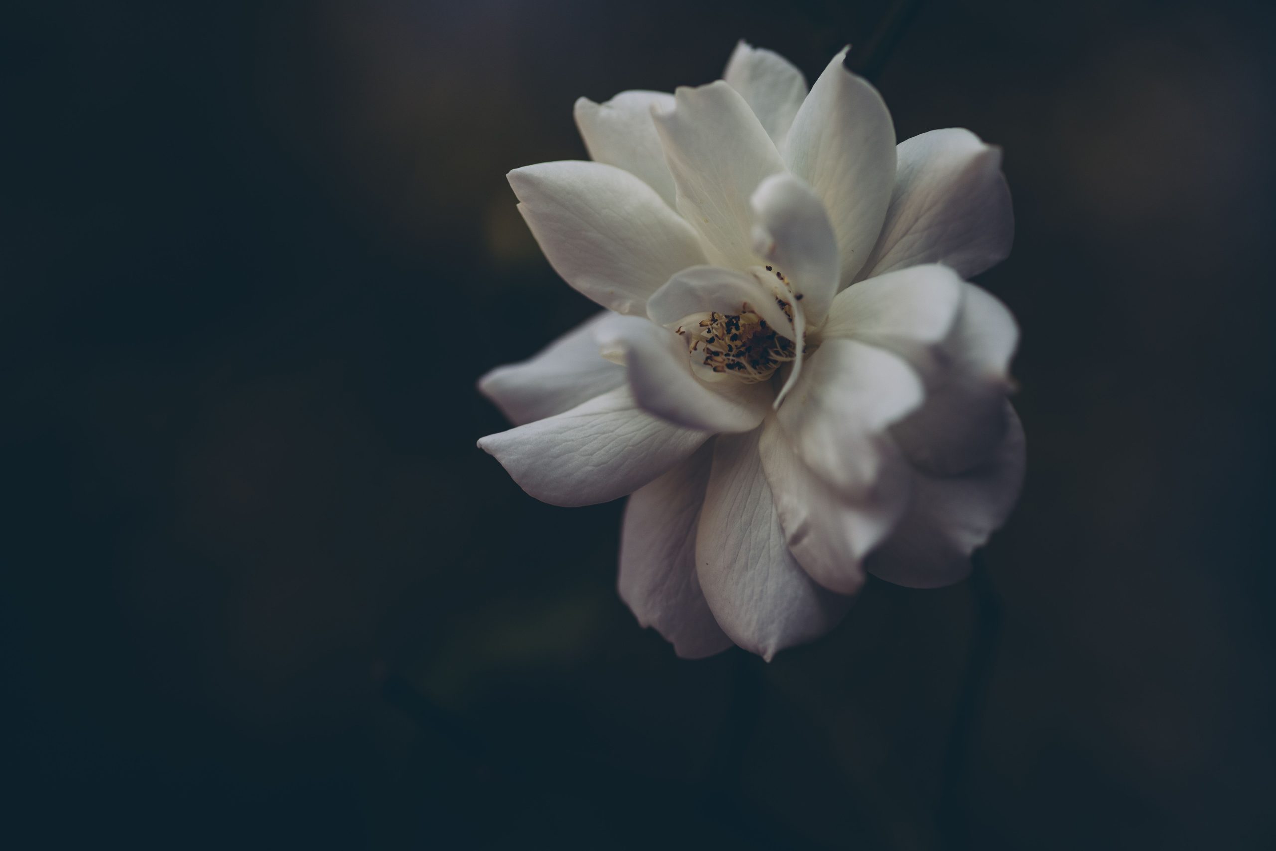 Flower Buds Falling Off Before Opening: Why It Happens