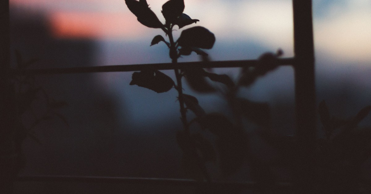 Photoperiod and Houseplant Flowering: Which Plants Respond