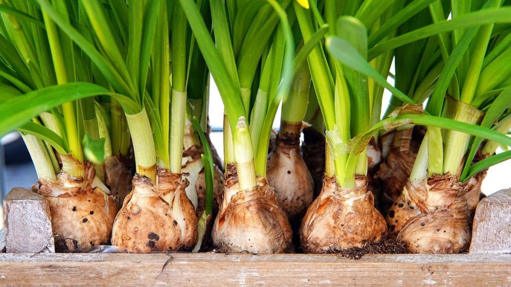Potted spring bulbs, which require weeks of cold storage before they will flower