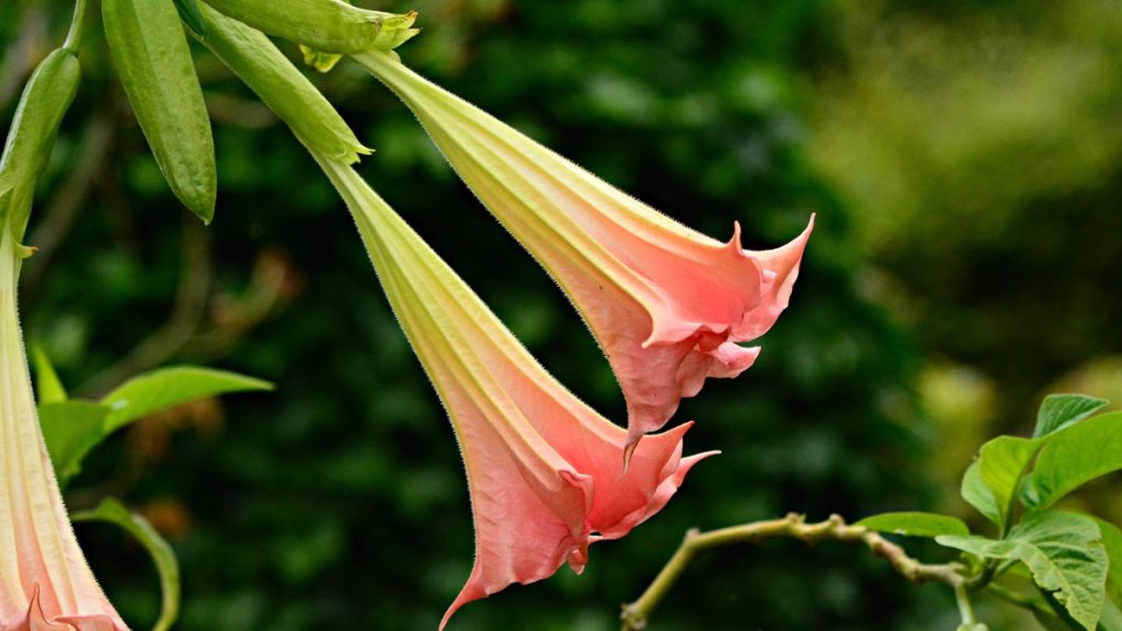 A pale, pendant trumpet-shaped flower, the shape common to species that advertise to night-flying pollinators