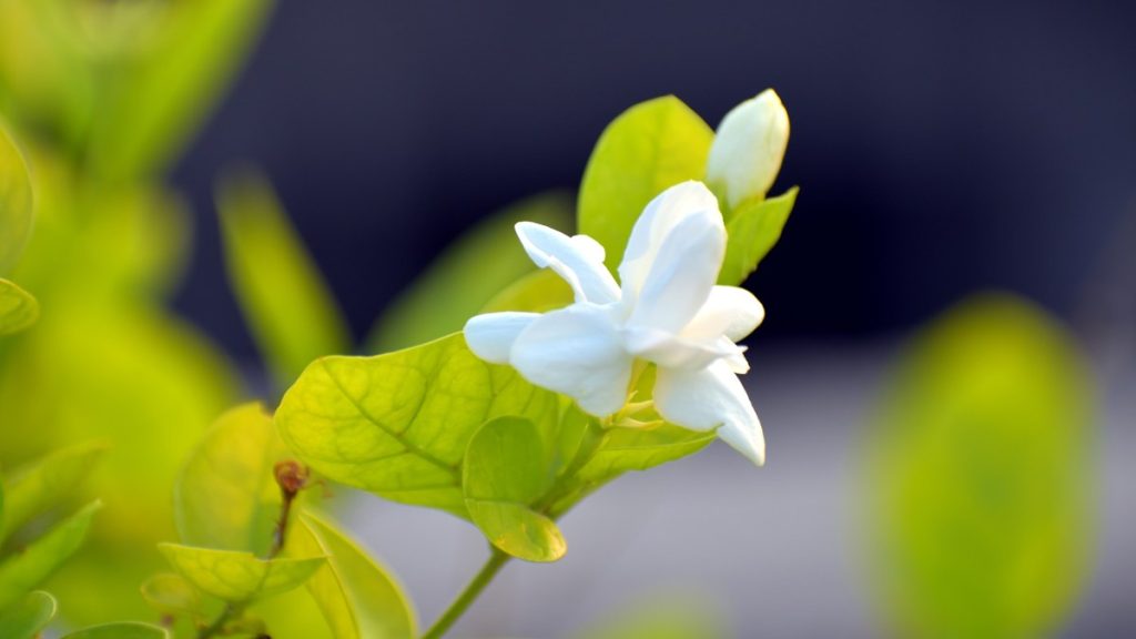 An open Jasminum sambac flower beside an unopened bud, the species studied for how its scent blend shifts across bloom stages