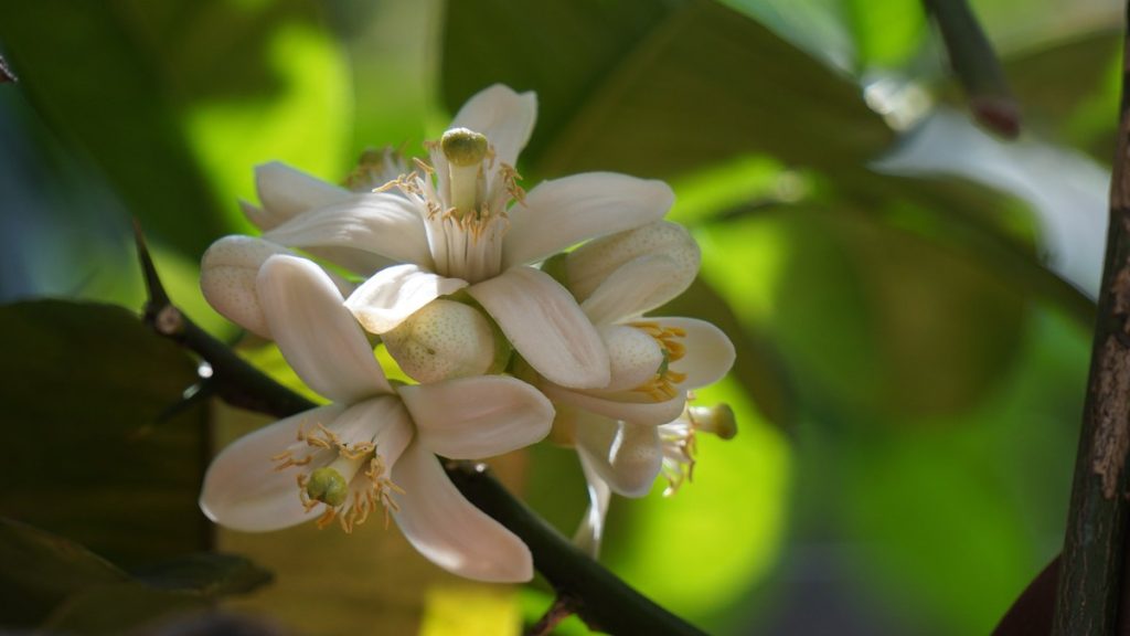 A citrus tree in full bloom, having taken 5 to 20 years to leave its juvenile phase when grown from seed