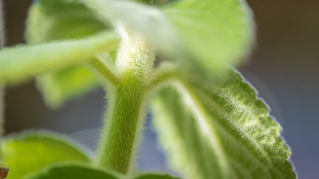 New citrus leaf and stem growth, one of the four genera where excess nitrogen favors foliage over flowering