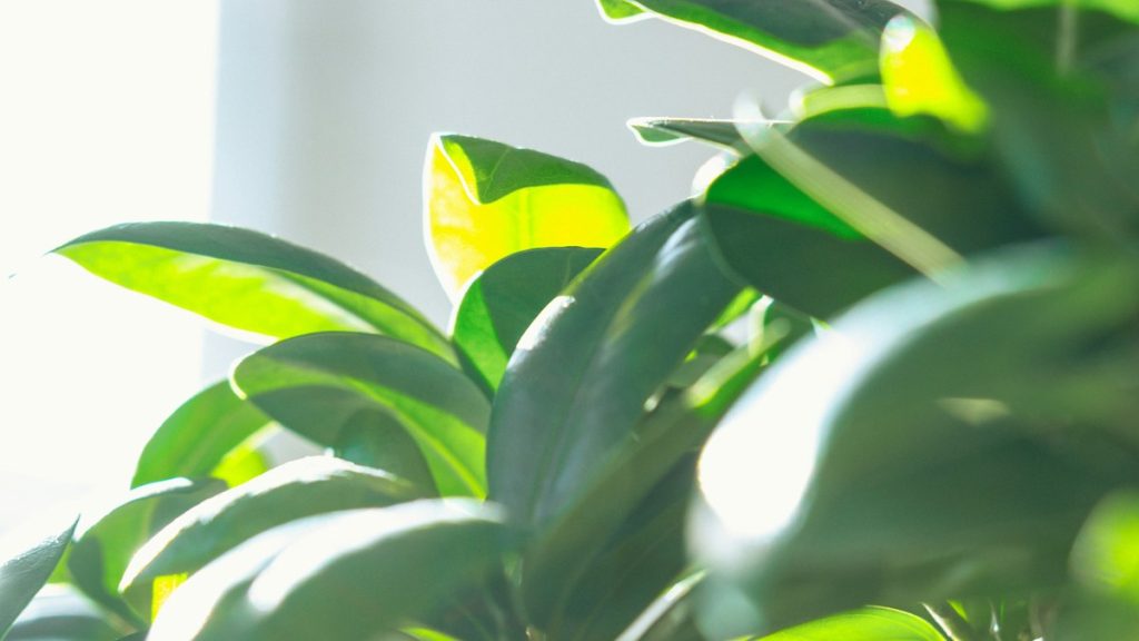 Direct sunlight passing through a window onto houseplant leaves, the specific light jasmine needs at least four hours of daily