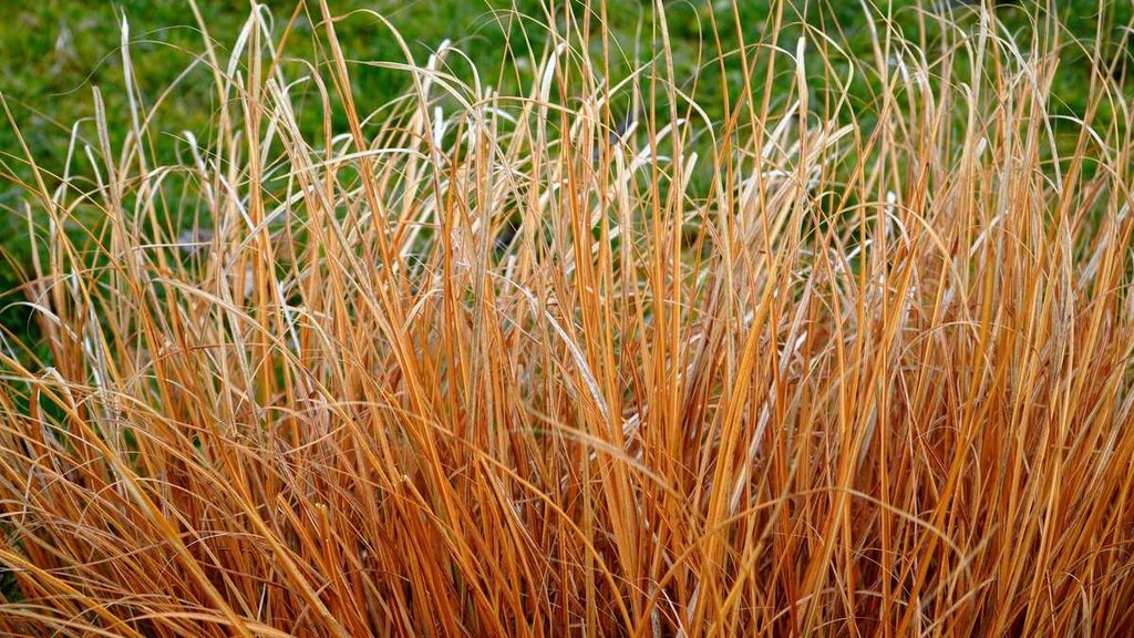 A plant dried by water stress, the one soil factor with clearer documented effects on floral scent than feeding