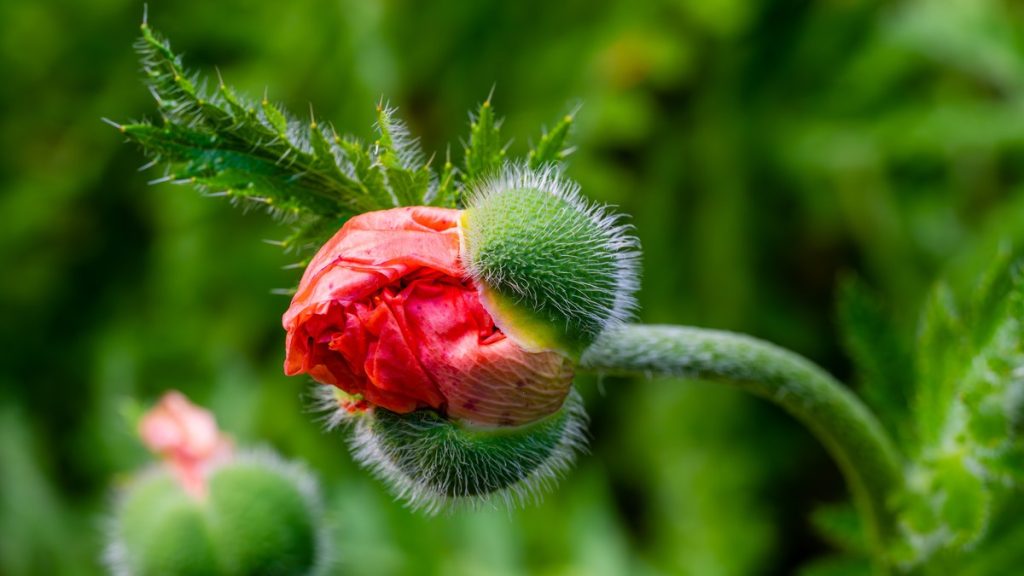 A flower bud in active development, the structure most sensitive to being disturbed by rotation