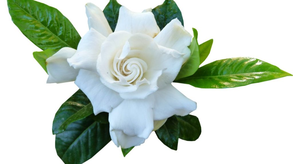 A gardenia flower — extension sources describe gardenias as extremely sensitive to being moved or touched