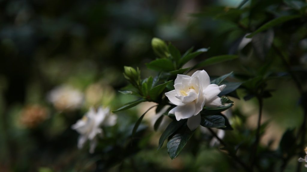Gardenia flower — research shows shorter days paired with cool nights promote its flower bud initiation