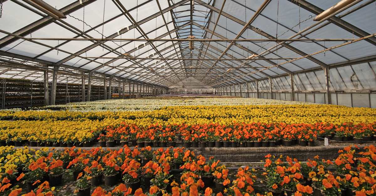Rows of flowering plants in a commercial greenhouse, timed and controlled to bloom on a delivery schedule