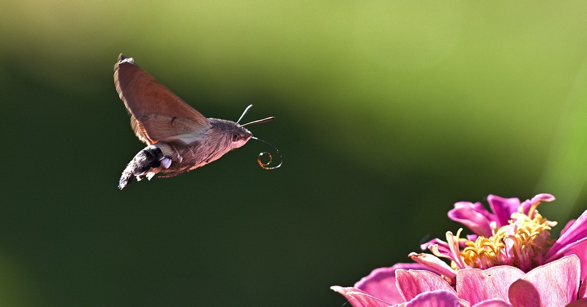 A hawk moth in flight with its proboscis extended toward a flower, the kind of nocturnal pollinator night-scented flowers are timed for