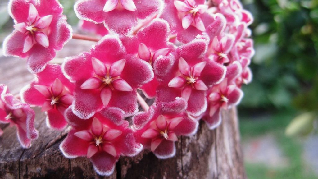 Hoya flower cluster — Iowa State Extension notes hoyas bloom better when slightly potbound