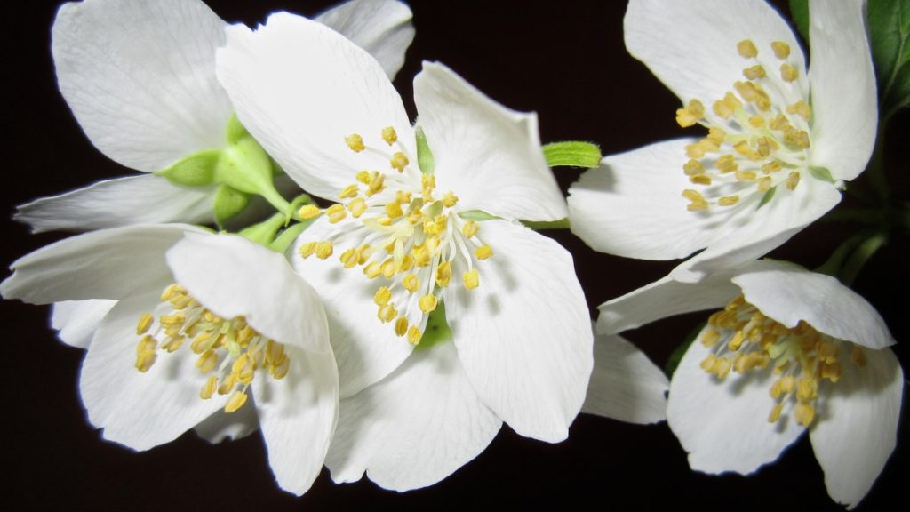 Multiple flowers open together on the same stem — scent output is the sum of however many are open that day