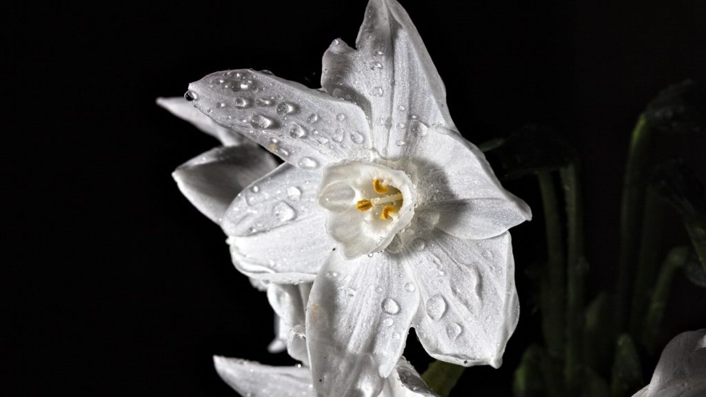 Paperwhite narcissus flower — extension sources describe these bulbs as best discarded after flowering