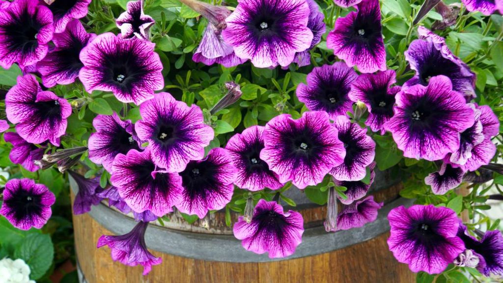 Petunia flowers, the species most directly studied for how temperature affects floral scent production and release