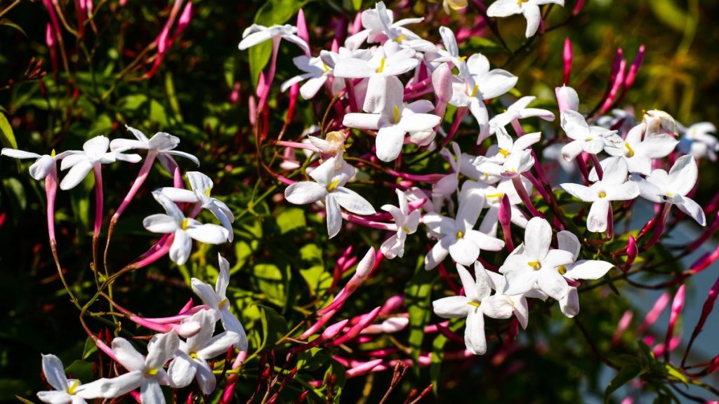 Pink flower buds of Jasminum polyanthum next to the white flowers they open into