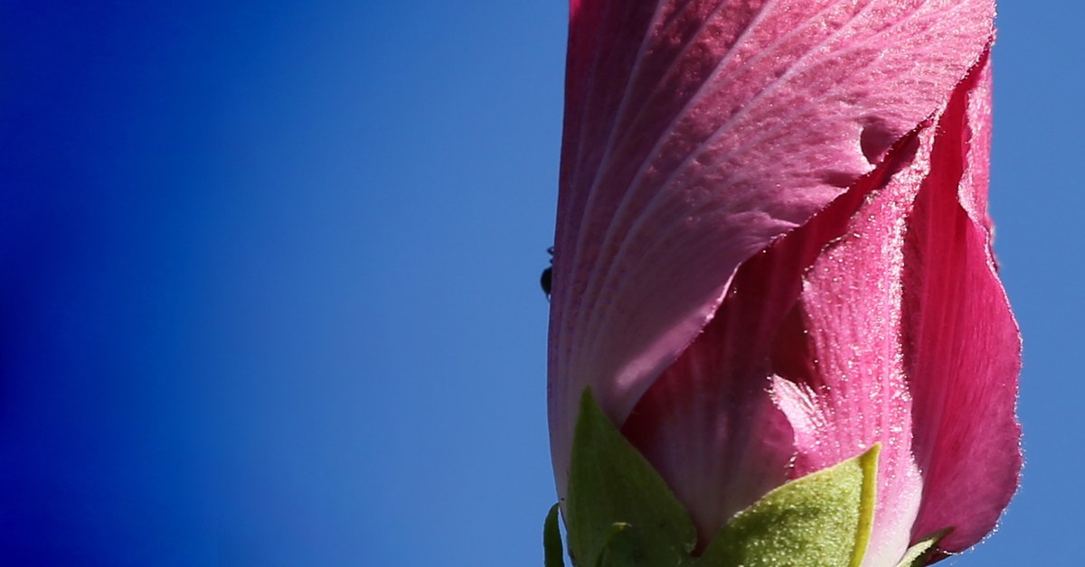 A plump, rounded flower bud, the shape signal that distinguishes it from a slender, pointed leaf bud