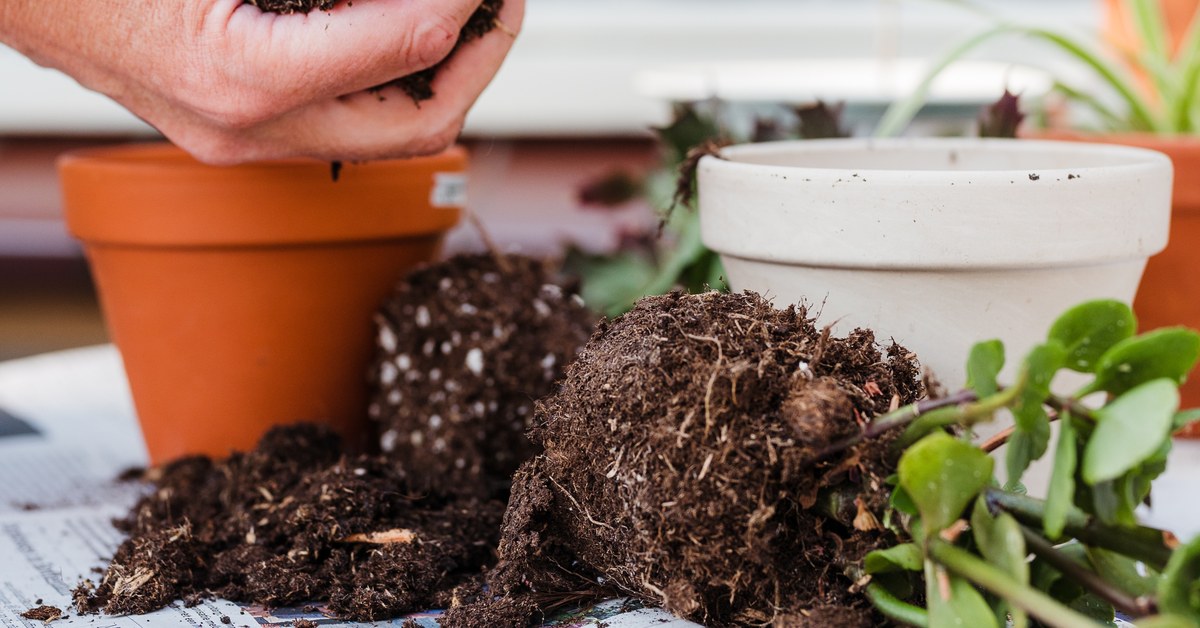 Hands repotting a plant with the root ball fully exposed next to a terracotta pot