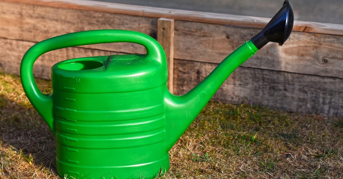 A watering can, the tool most fertilizer reaches a plant through — research finds it changes flower count more than per-flower scent