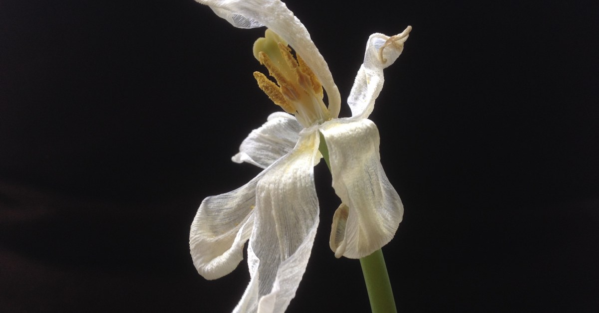 A withered, aging flower — scent production declines as a bloom's own machinery for making it winds down