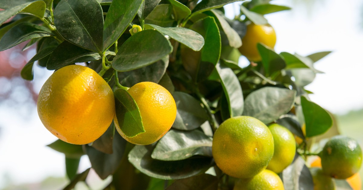 Ripening calamondin citrus fruit on a small tree, a citrus often grown in pots