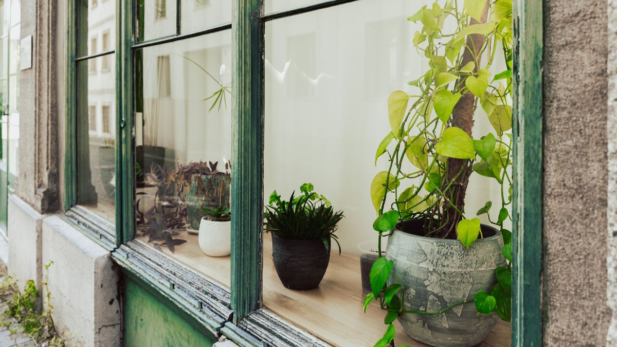 Houseplants displayed in a bright window with strong natural light