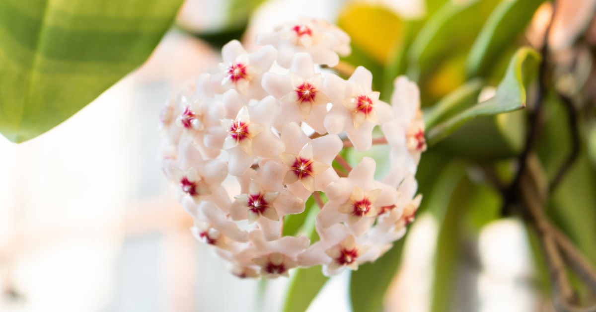 Round cluster of pink and white hoya carnosa flowers with red centres
