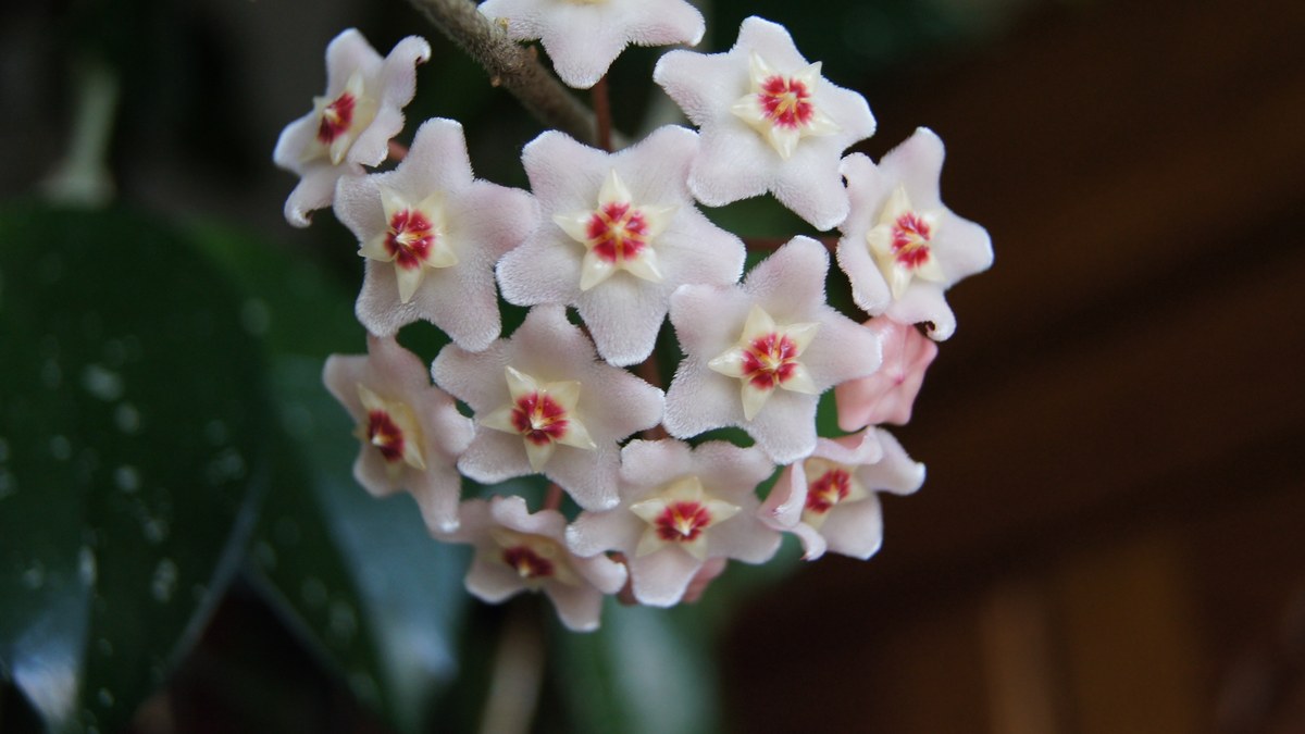 Star-shaped hoya flowers with red centres in a hanging cluster