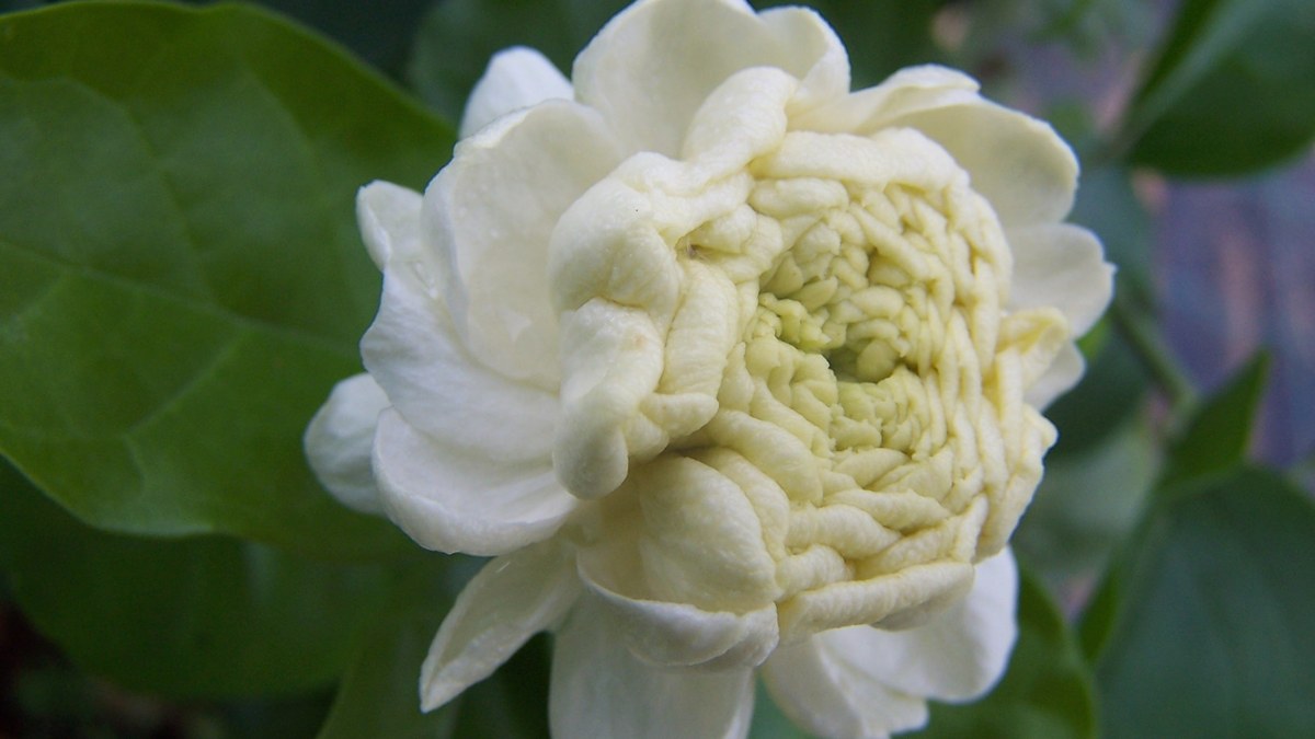 Double-flowered jasmine sambac with layered white petals