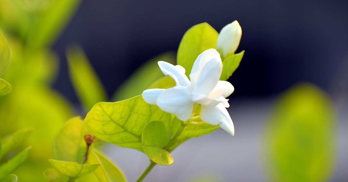 Jasmine Indoors: Care Guides for Sambac and Polyanthum