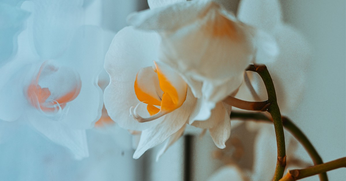 Encourage More Blooms: What Flowering Houseplants Need