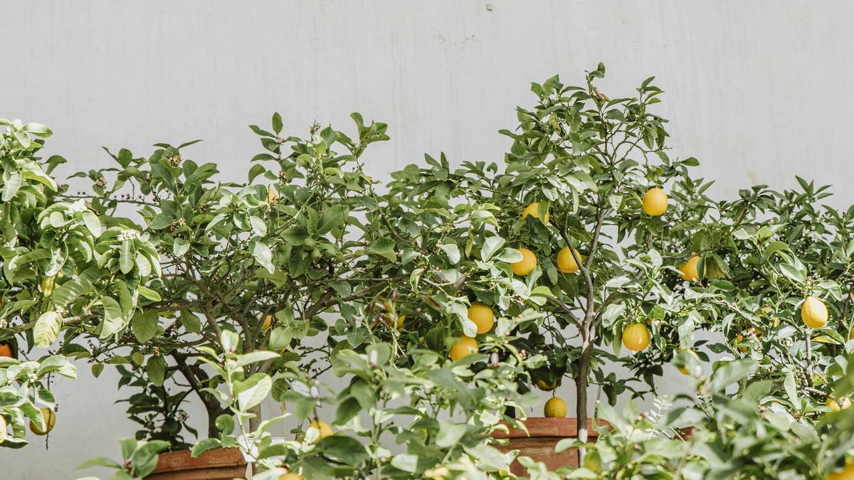 Row of potted lemon trees with ripening fruit against a bright white wall